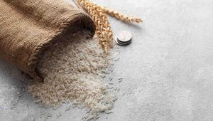برنج هاشمی کشت دوم فریدونکنار