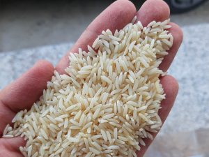 برنج طارم محلی فریدونکنار
