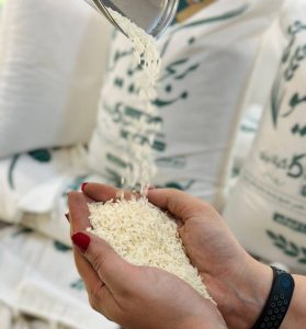 برنج کشت دوم، برنج کشت اول